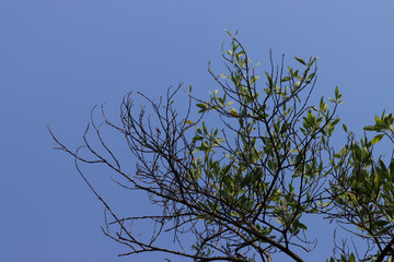 Beautiful tree on blue sky background