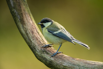Great tit sitting on a branch