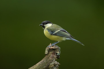 Great tit sitting on a branch