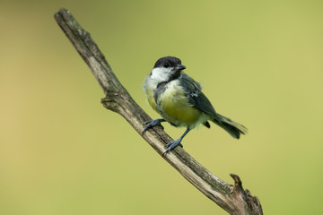 Obraz premium Great tit sitting on a branch