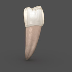Dental anatomy - Mandibular Second premolar tooth. Medically accurate dental 3D illustration