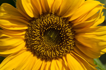 Closeup of a beautiful big yellow sunflower
