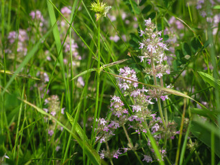 summer meadow with blooming flowers close-up