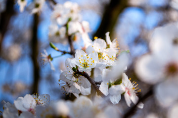 Cherry tree flowers