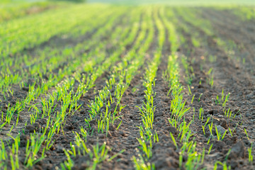 Agricultural field with green shoots of plants