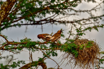 Webervogel im Nationalpark Tsavo Ost, Tsavo West und Amboseli in Kenia