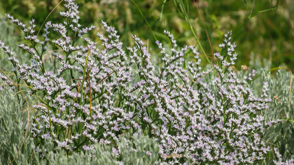 Fototapeta premium summer meadow with blooming flowers close-up