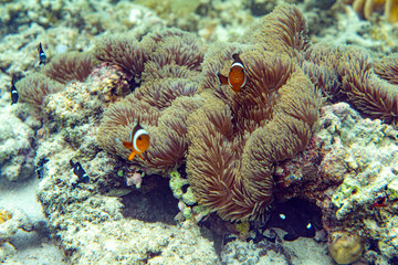Underwater Marine Life: Fish, Clams, Corals, Divers