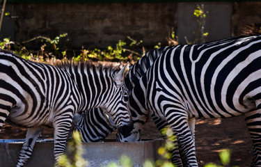 Zebra