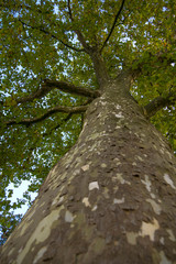 Fototapeta premium Treetop of a plane tree