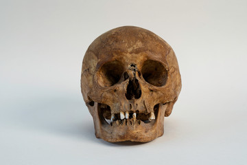 Schädel Knochen Bones Skull weiß