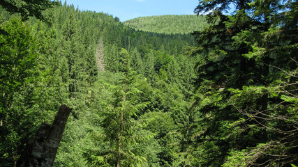 coniferous forest in the mountains, summer, sunny day, Carpathians, Ukraine