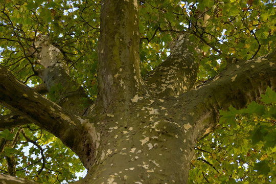 Treetop of a plane tree