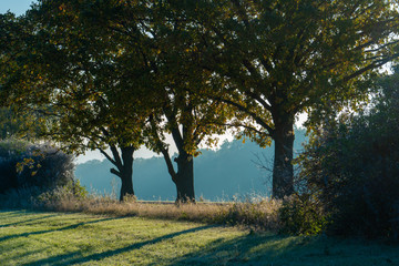 Tree in a meadow on a foggy morning