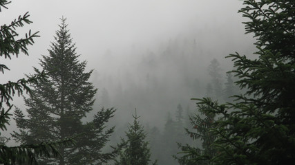coniferous forest in the mountains in the fog, Carpathians, Ukraine