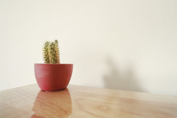 Cactus in a pink colored flower pot decorating a bare wooden table against a white wall to create a gender neutral space 