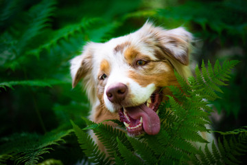 Beautiful red merle australian shepherd dog portrait in the green fern in the forest.