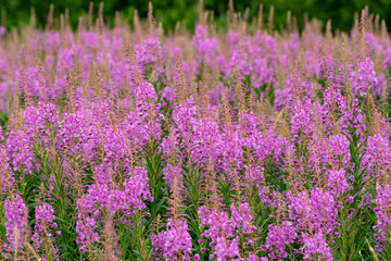 Willowherbs bloom. Rose and purple blooming blossom. Flower field with pink petals in natural environment. Fireweeds, Chamaenerion.
