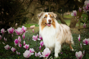 Beautiful red merle australian shepherd dog between blossom bush in spring in the park.