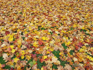 Yellow, red and orange fallen maple leaves on grass at autumn.