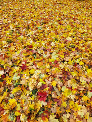 Yellow, red and orange fallen maple leaves on grass at autumn.