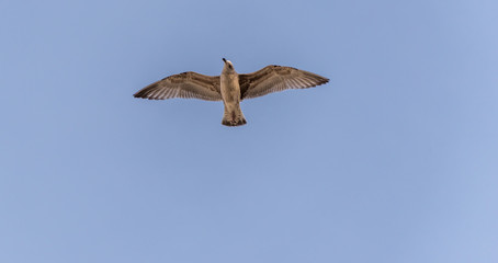 Young Seagull Flying in a Clear Blue Sky