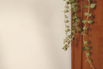 Ceropegia woodii or string of hearts is a popular climbing houseplant plant in the genus Ceropegia, native to South Africa, Swaziland, and Zimbabwe
