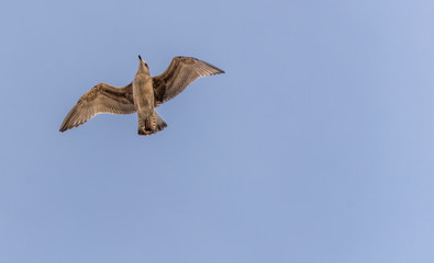 Young Seagull Flying in a Clear Blue Sky