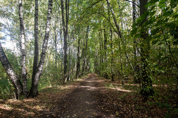 Autumn. Straight road with yellow leaves, birch grove in the park Kuskovo. Moscow