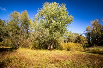 Autumn. Yellowed foliage and grass against a blue sky