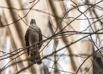 Sparrow Hawk in a Bare Tree