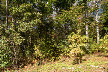 Fototapeta premium Autumn. Birch, a bush with yellow leaves, in the park Kuskovo. Moscow