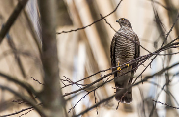 Sparrow Hawk in a Bare Tree