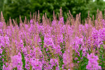 Fototapeta premium Willowherbs bloom. Rose and purple blooming blossom. Flower field with pink petals in natural environment. Fireweeds, Chamaenerion.
