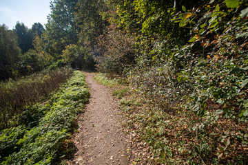 Autumn. Green grass path, shrub with red, green leaves in the park Kuskovo. Moscow