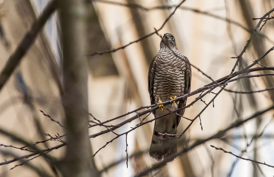 Sparrow Hawk in a Bare Tree