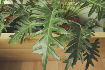 Philodendron Bipinnatifidum or tree philodendron which is a popular choice for indoor plants since it filters the air and promote a calm healthy living space  © MarieXMartin