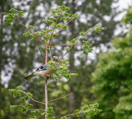 Jay perched on branch in the forest