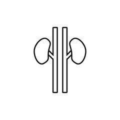vector kidney anatomy icon with ducts