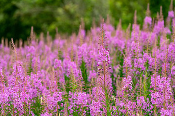Obraz na płótnie Canvas Willowherbs bloom. Rose and purple blooming blossom. Flower field with pink petals in natural environment. Fireweeds, Chamaenerion.