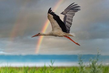 Stork Flying Over Wetlands with a Rainbow in the Background