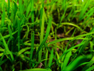 green grass with water drops