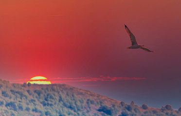 Sunset on the Mediterranean Sea with Big Yellow Sun and Seagull
