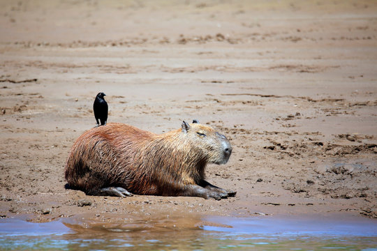 Capybara lying on the River Bank, with a Bird on Its Back Tambopata, Amazon Rainforest, Peru