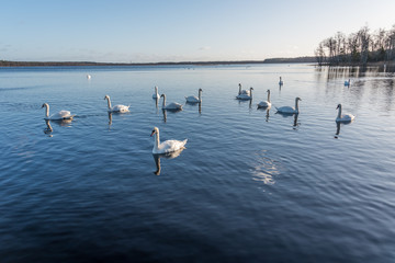 Swans Swimming on a Calm Lake in Latvia