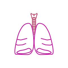 vector icon anatomy of lungs and trachea