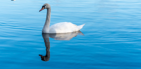 Swan Swimming on a Calm Lake in Latvia