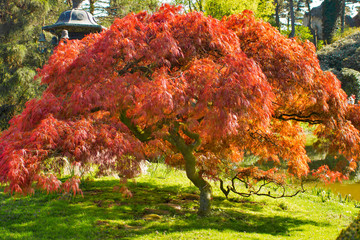 A red Japanese maple tree in a garden