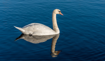 Swan Swimming on a Calm Lake in Latvia