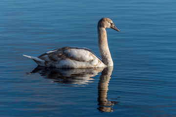 Young Swan Swimming on a Calm Lake in Latvia